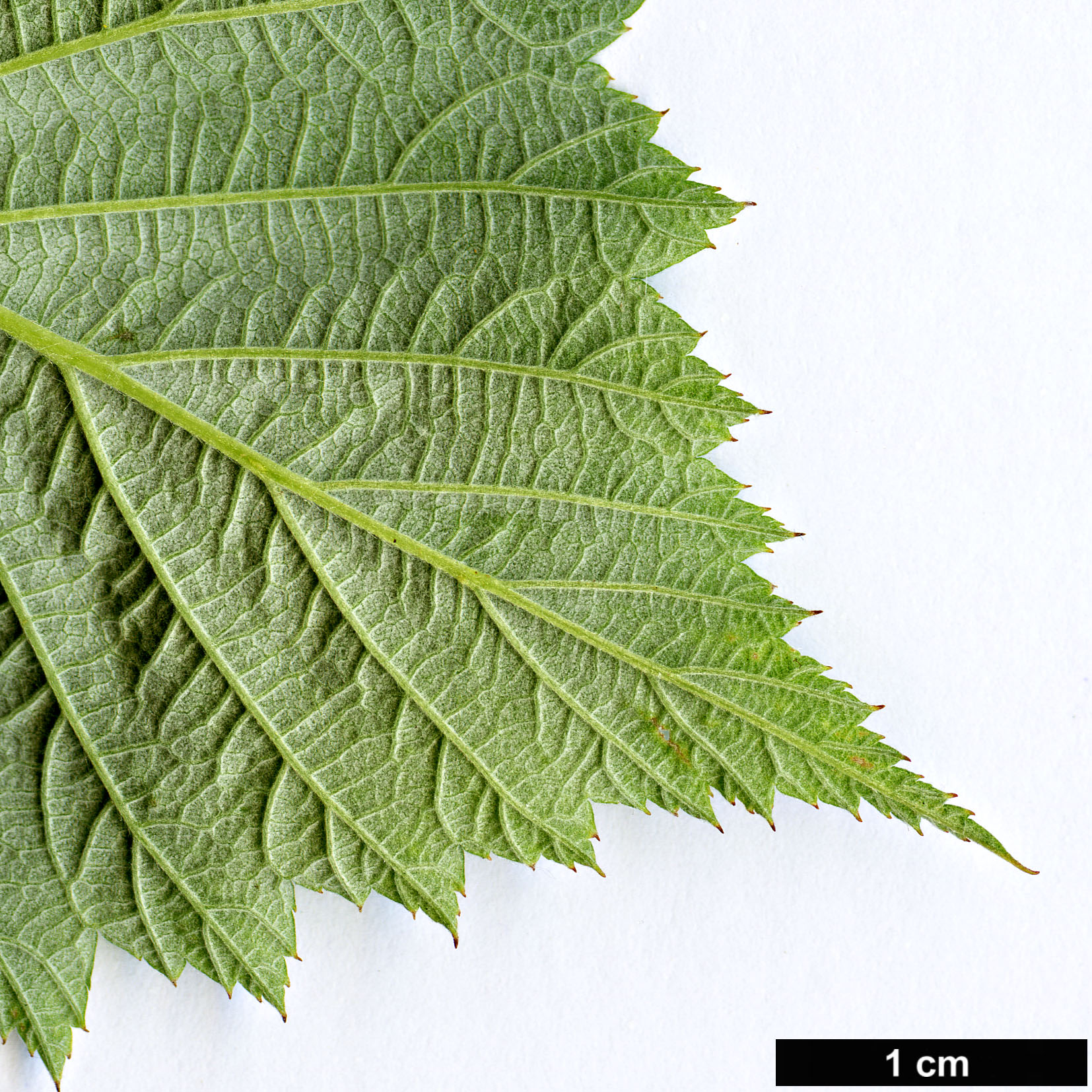 High resolution image: Family: Rosaceae - Genus: Rubus - Taxon: occidentalis - SpeciesSub: ’Black Jewel’